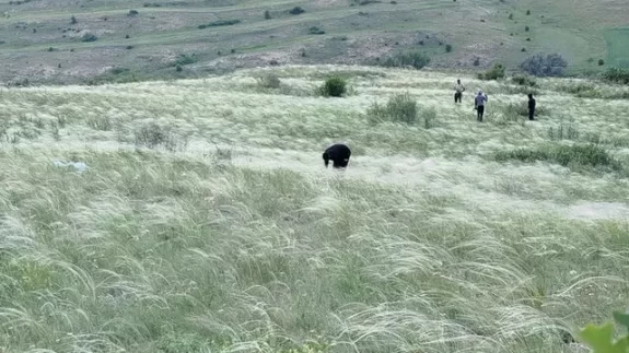 Mekanları süsleyen pampasın 'zahmetli' yolculuğu
