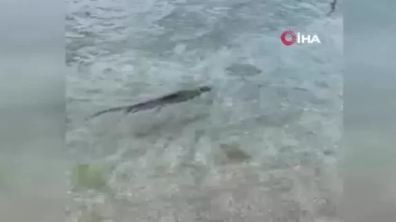 Su samuru Silivri'de görüldü