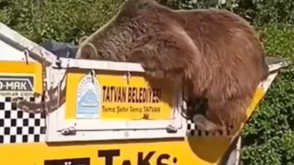Aç kalan ayı çöp kamyonetinde yiyecek aradı... O anlar kameralarda