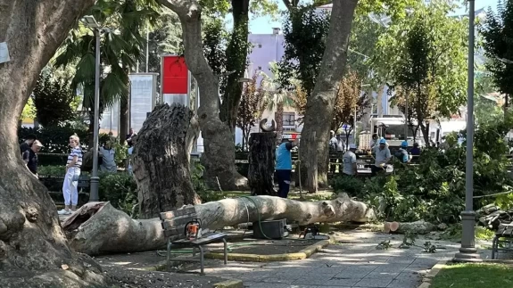 Çınardan kopan dal can aldı: O anlar kamerada