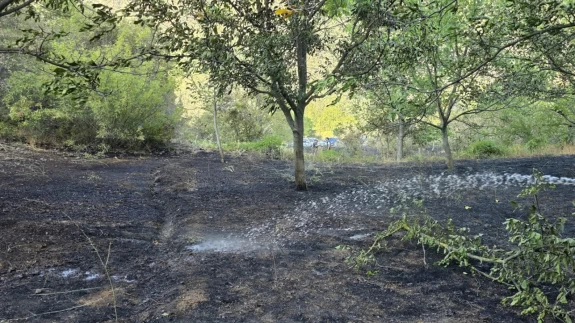 Bolu'da yangın paniği! Ormana sıçramadan söndürüldü