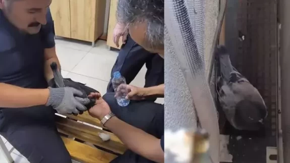 Klima boşluğunda mahsur kalan güvercini itfaiye kurtardı