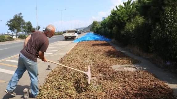 Karadeniz Sahil Yolu'ndaki kaldırımlarda fındık kurutma mesaisi başladı