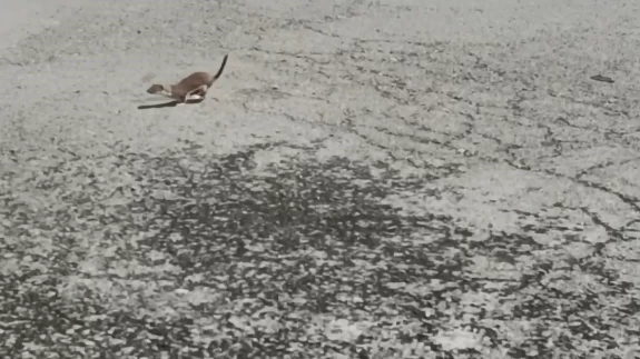 Kars'ta koruma altındaki gelincik caddede görüntülendi