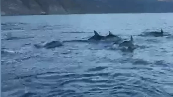 Tekirdağ'da balıkçı teknesine eşlik eden yunuslar görüntülendi