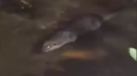 İnegöl'de su samuru görüldü: Vatandaşlar kayıtsız kalamadı