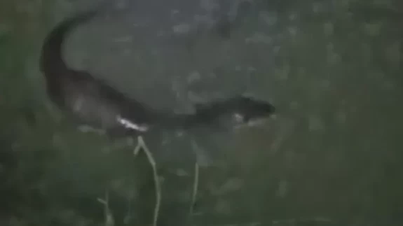 Tekirdağ'da derede balık avlayan su samuru görüldü