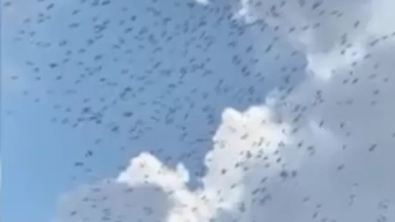 Silivri’de leyleklerin göçü görüntülendi