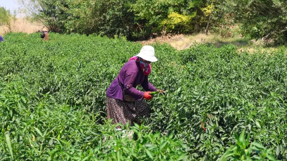 Iğdır'ın emekçi kadınları meyve ve sebze üretimini üstleniyor
