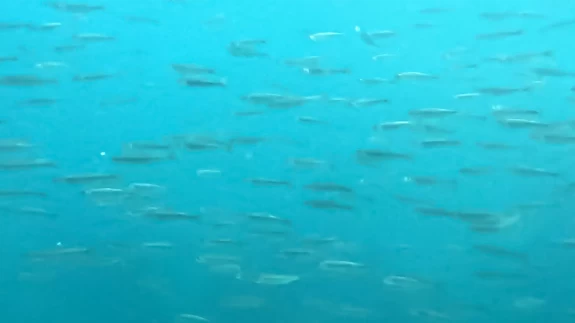 Dünyanın en büyük sodalı gölünde inci kefallerinin sualtı şöleni