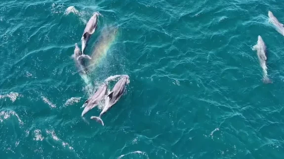 Erdek Körfezi'nde yunus sürprizi! Bandırma Limanı'nda ise lüfer şöleni