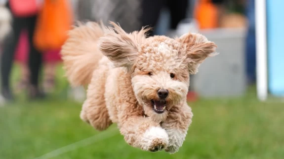 Toronto'da köpekler için "Doggie Fest Yaz Karnavalı" düzenlendi