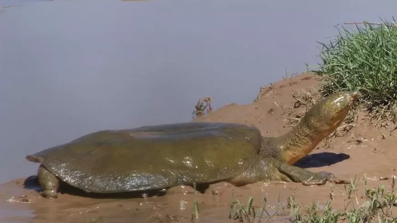 Doğa Koruma ve Milli Parklar Genel Müdürlüğünden Fırat kaplumbağası paylaşımı