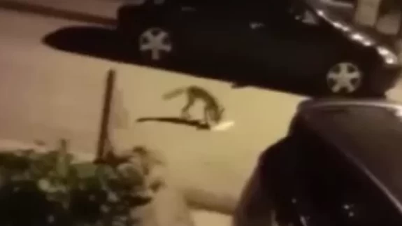 Başkent’te aç kalan tilki şehre indi