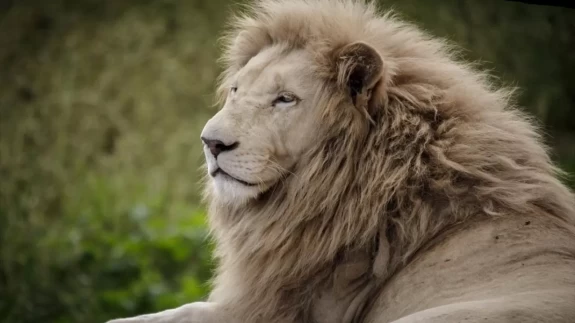 Gücün ve asaletin sembolü! 10 Ağustos ''Dünya Aslan Günü"