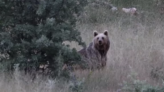 Bayburt'ta iki farklı yaylada ayılar görüldü