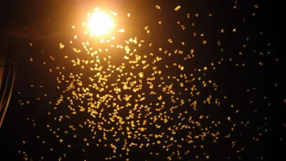 Birgün sineklerinin ‘ölüm dansı'