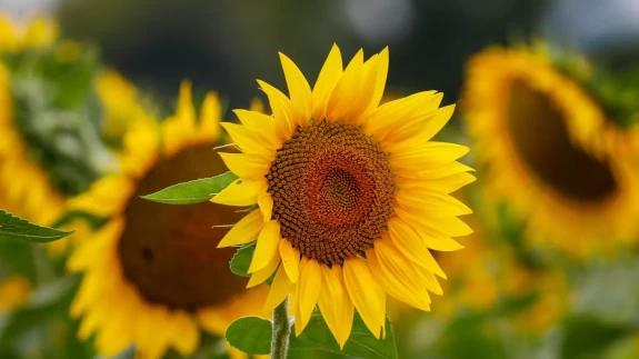 Maryland’de ayçiçeği tarlaları sarıya büründü