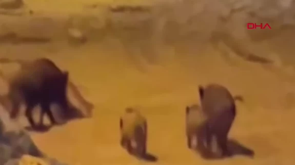 Bartın'da yaban domuzları sahile indi