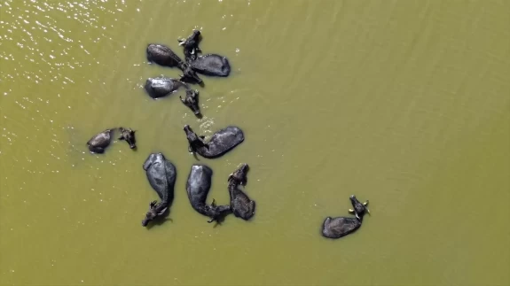 Kızılırmak Deltası Kuş Cenneti: Mandaların yurdu