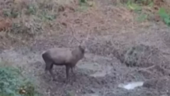 Kızıl geyikler fotokapana yansıdı
