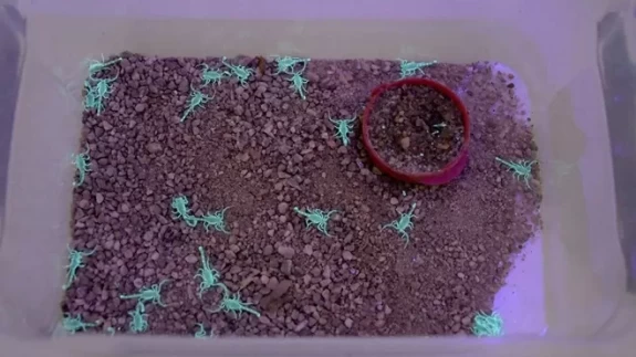 Tesis kurdu, 4 ayda 4 bin yavru üretti