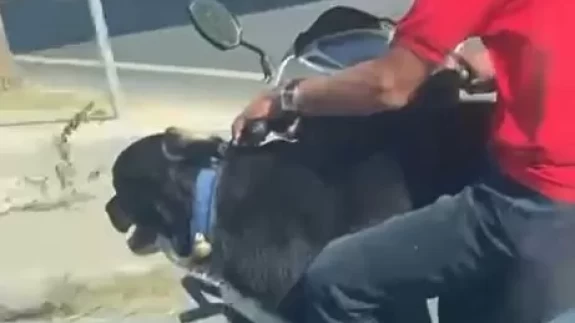 Motosiklet üzerinde köpekle ilerledi: Bakırköy’de tehlikeli yolculuk kamerada
