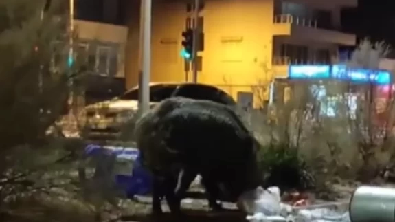 İzmir'de toplanmayan çöp yığınlarına domuzlar dadandı