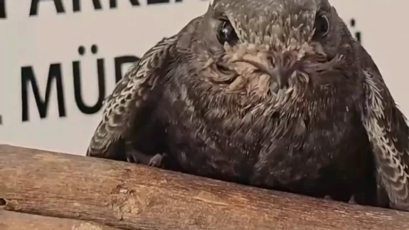 Yaralı kuşlar Doğa Koruma ve Milli Parklar ekipleri sayesinde hayata tutundu