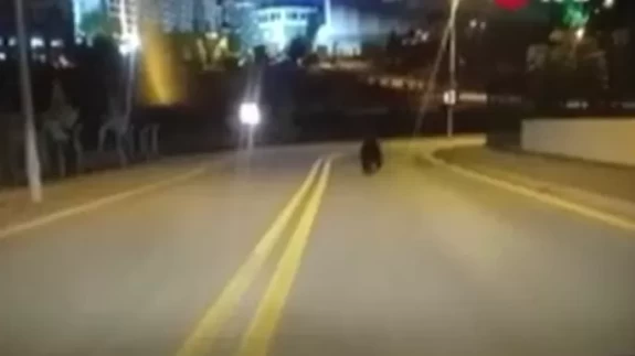 Ankara’da sokakta gezen ayı görüntülendi