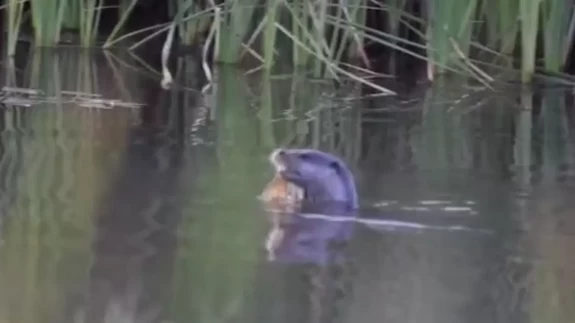 Kirmir Çayı'nda su samuru, balık avlarken görüntülendi