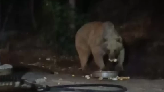 Bingöl’de şantiye alanına inen ayı karnını doyurdu... O anlar kamerada
