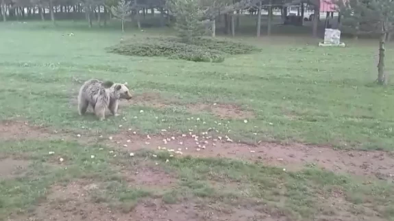 Dumanlı Yaylası'nda ilginç anlar: Bozayıyı elleriyle besledi...