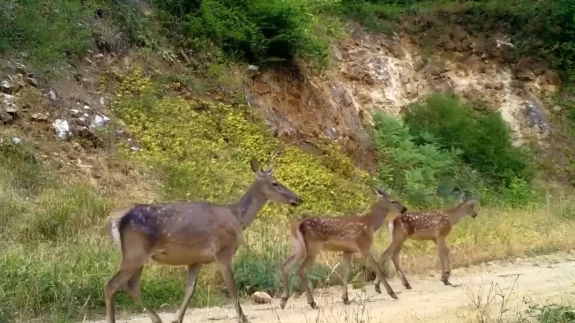 Kızıl geyik ailesi kameralarda