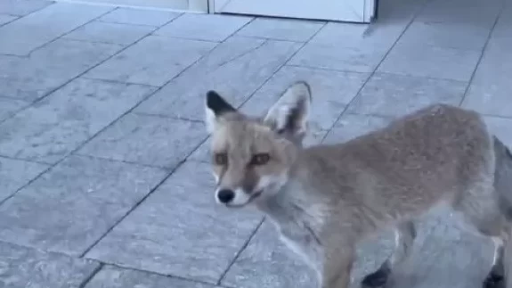 Milli Eğitim binasında tilki şoku: Görenler şaşkına döndü