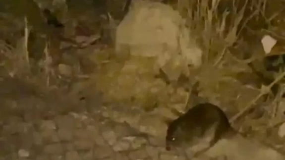 Ankara sokaklarını gece fareler bastı