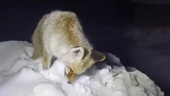 Yüksekova’da Sibirya soğukları: Tilki ayakta dondu