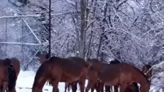 Bolu'da kar nedeniyle aç kalan yılkı atları kent merkezine indi
