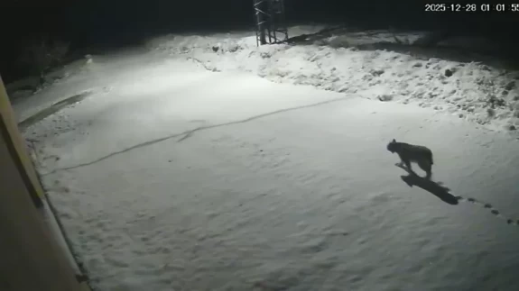 Malatya'da 'ormanların hayaleti' vaşak görüntülendi