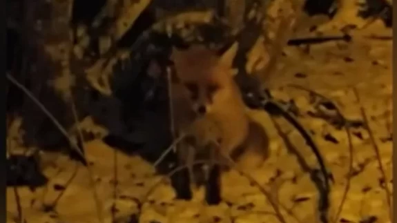 Kartepe'de bir kişi barakaya gelen tilkiyi besledi!