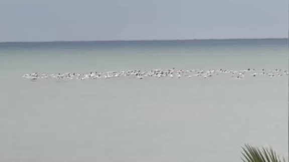 Sakarya'nın Karadeniz sahilinde flamingolar görüntülendi