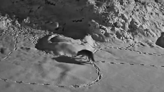 Elazığ’da aç kurt mezraya indi! O anlar kamerada