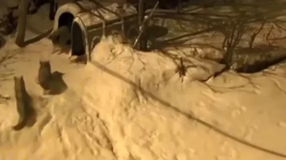 Artvin'de bekçi köpeğinden efsanevi cesaret: 6 kurdu uzaklaştırdı!