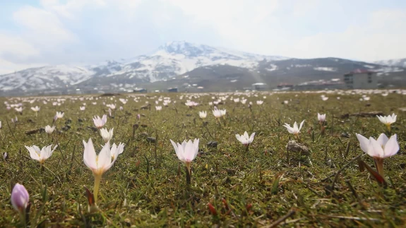 Muş Ovası’nda renk cümbüşü başladı! Baharın ilk müjdesi yüzünü gösterdi