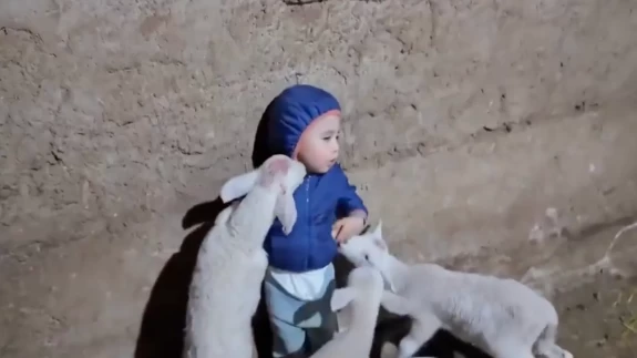 Küçük çocuğun yavru kuzularla imtihanı yürekleri ısıttı!