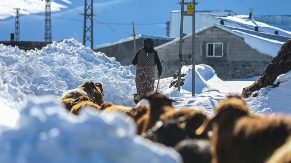 3 metre kar, dondurucu soğuk... Erzurum'da kar besiciler yaşam mücadelesi veriyor