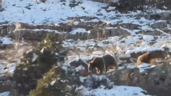 Gümüşhane’den iç ısıtan anlar! Anne ayı ve yavrusu görüntülendi