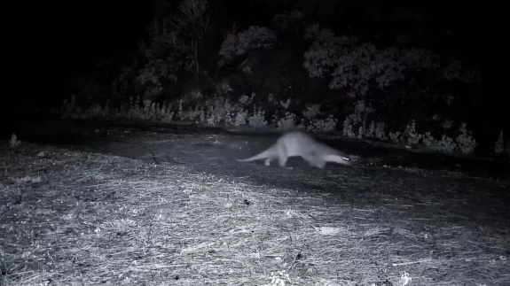Ganos Dağları'nda su samurunun görüntülendi!