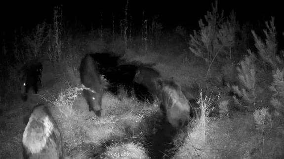 Bolu yaylalarında yaban hayvanlarının gizli hayatı