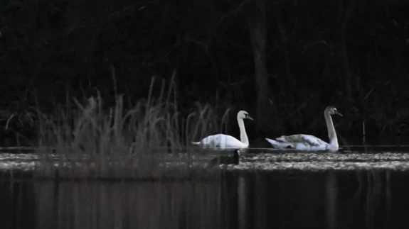 Yorgun düştüler, Efteni Gölü’nde durdular! 3 kuğu ekiplerin yakın takibinde